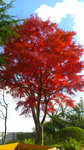1121紅葉1.jpg