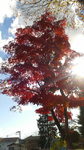 1121紅葉2.jpg
