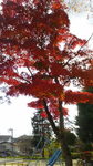 1121紅葉3.jpg