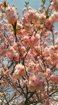 2020桜.jpg