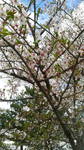 桜04231.jpg