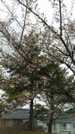 桜04232.jpg