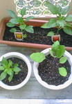 image06101.jpg